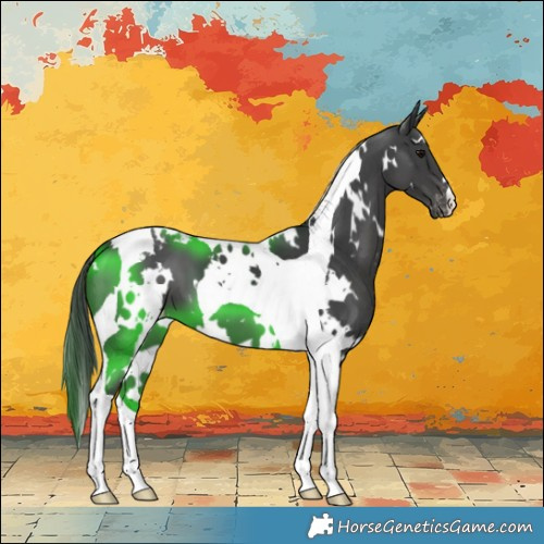 Horse Color:White Spotted Black Tobiano Appaloosa 