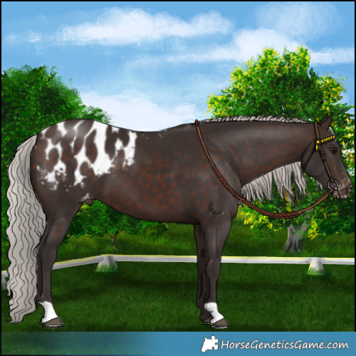 Horse Color:Silver Brown Appaloosa
