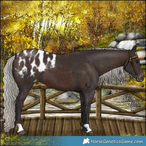 Horse Color:Silver Brown Appaloosa 
