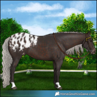 Horse Color:Silver Brown Blanket 