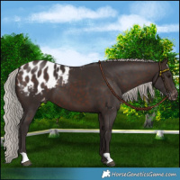 Horse Color:Silver Brown Blanket