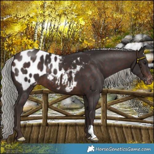 Horse Color:Silver Brown Appaloosa