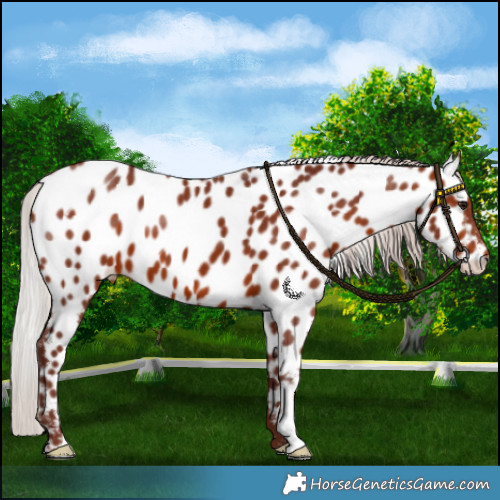 Horse Color:Chocolate Silver Bay Near Leopard 