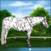 Horse Color:Silver Bay Near Leopard 