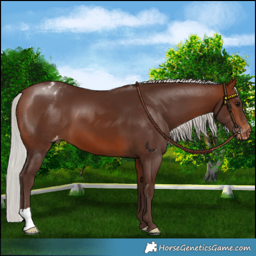 Horse Color:Silver Brown Appaloosa 