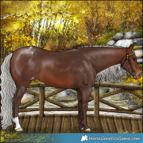 Horse Color:Silver Brown Appaloosa