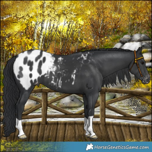 Horse Color:Black Appaloosa 