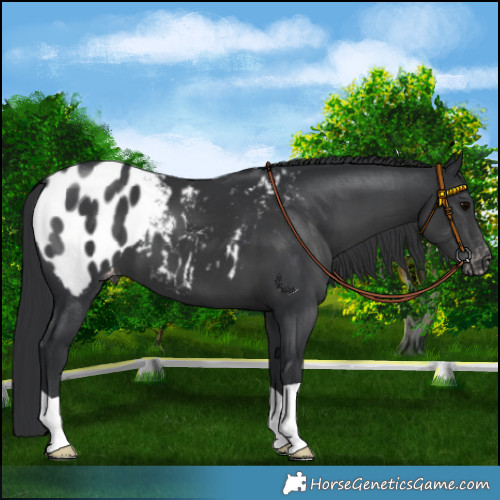 Horse Color:Black Blanket 
