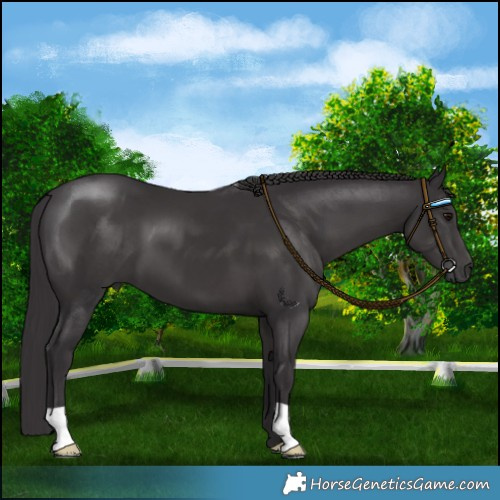 Horse Color:Smoky Black 