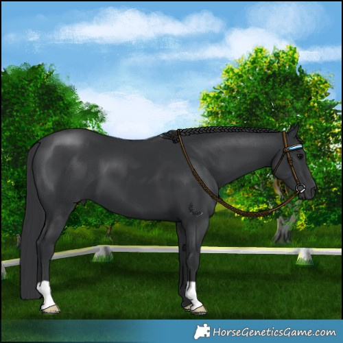 Horse Color:Black 
