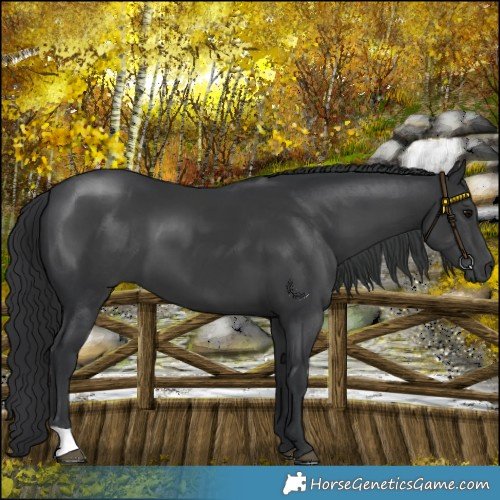 Horse Color:Black 