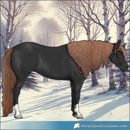 Horse Color:Liver Chestnut 