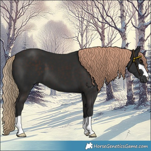 Horse Color:Liver Chestnut 