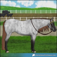 Horse Color:Liver Red Roan 