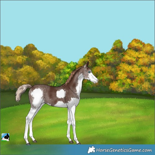 Horse Color:Liver Chestnut Splash Rabicano 