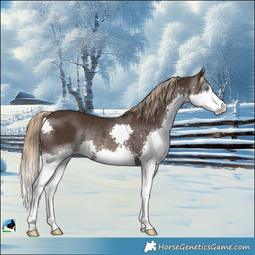 Horse Color:Liver Chestnut Splash Rabicano 