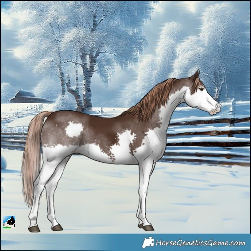 Horse Color:Liver Chestnut Splash Rabicano 