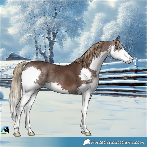 Horse Color:Liver Chestnut Splash Rabicano 