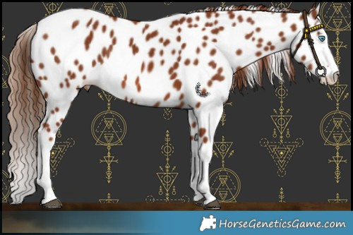 Horse Color:Chestnut Splash Appaloosa Rabicano 