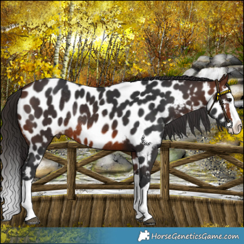 Horse Color:Brown Splash Appaloosa Rabicano