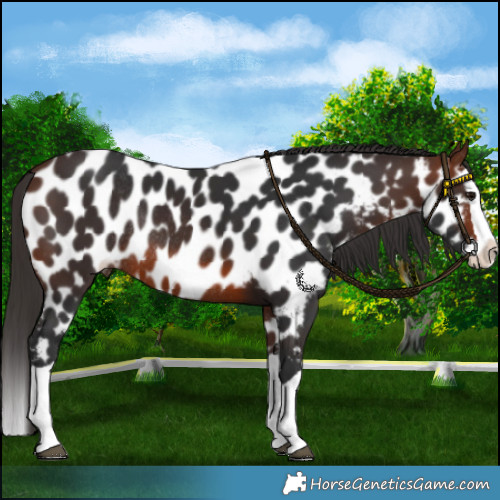 Horse Color:Brown Splash Near Leopard Rabicano 