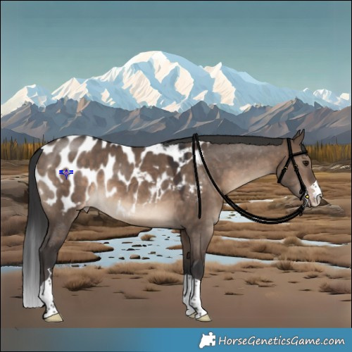 Horse Color:Brown Dun Near Leopard