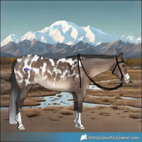 Horse Color:Brown Dun Near Leopard