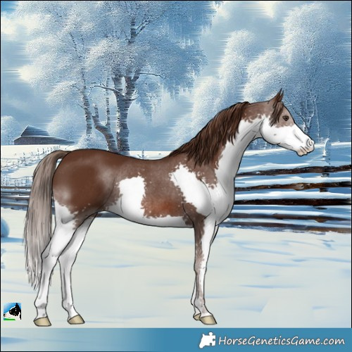 Horse Color:Liver Chestnut Splash Rabicano