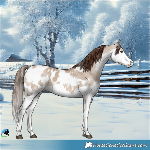 Horse Color:Liver Red Dun Splash Blanket Rabicano 