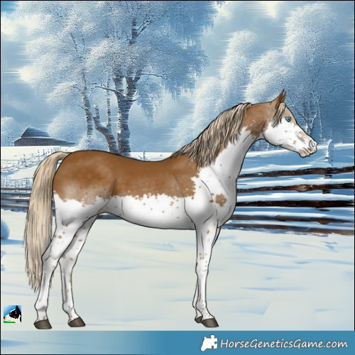 Horse Color:Chocolate Palomino Splash Rabicano