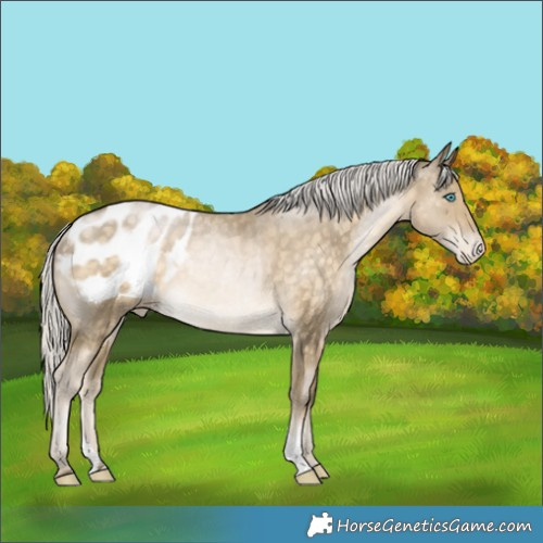 Horse Color:Silver Buckskin Snowdrop Appaloosa Rabicano 