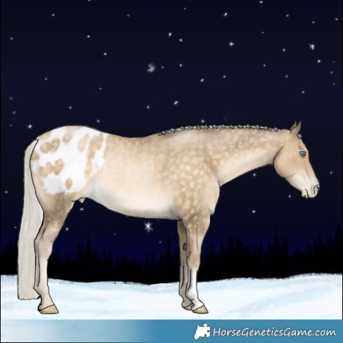 Horse Color:Silver Buckskin Snowdrop Appaloosa Rabicano 