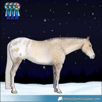 Horse Color:Silver Buckskin Snowdrop Blanket Rabicano 