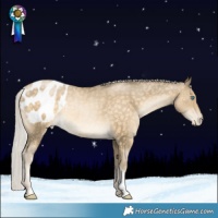 Horse Color:Silver Buckskin Snowdrop Appaloosa Rabicano 