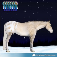 Horse Color:Silver Buckskin Snowdrop Blanket Rabicano 