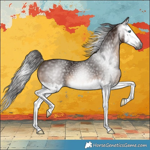 Horse Color:Gray Bay Splash 