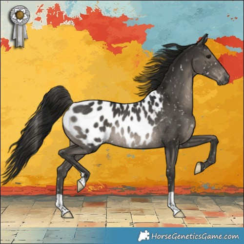 Horse Color:Gray Smoky Black Appaloosa Rabicano 