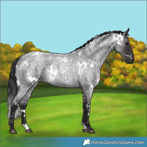 Horse Color:White Spotted Smoky Blue Roan