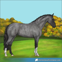 Horse Color:Smoky Blue Roan