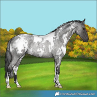 Horse Color:White Spotted Blue Roan Rabicano