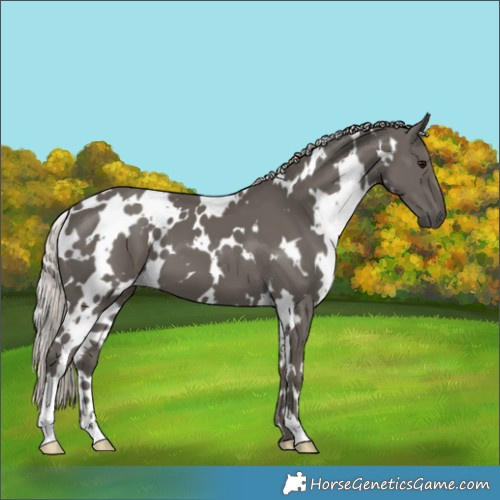 Horse Color:White Spotted Silver Black