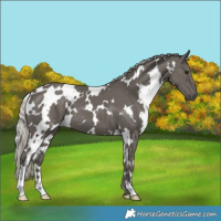 Horse Color:White Spotted Silver Black 