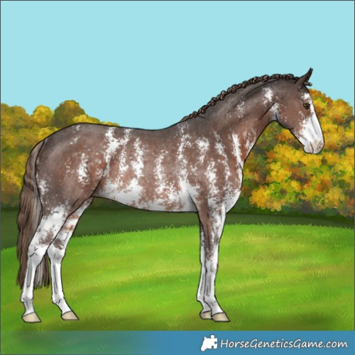 Horse Color:Liver Chestnut Sabino Rabicano 