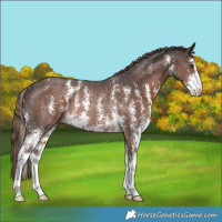 Horse Color:Liver Chestnut Sabino Rabicano