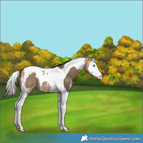 Horse Color:Buckskin Dun Sabino Splash Tobiano