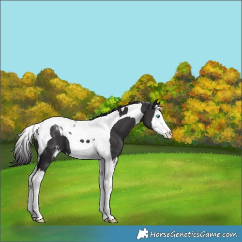 Horse Color:Smoky Black Sabino Splash Tobiano 