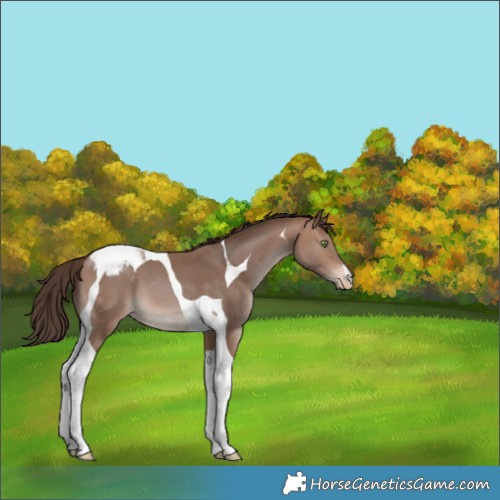 Horse Color:Sable Champagne Tobiano Appaloosa 