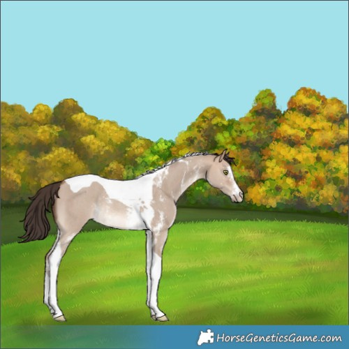 Horse Color:Sable Champagne Dun Sabino Tobiano Rabicano