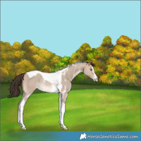 Horse Color:Sable Champagne Dun Sabino Tobiano Rabicano