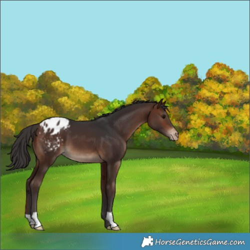 Horse Color:Brown Appaloosa